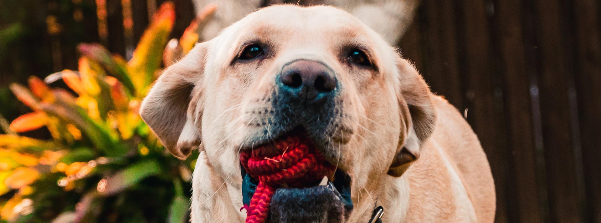 Banner Animais Domesticos